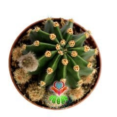 Kaktüs, Echinopsis Oxygona Beyaz Renk Büyük Kokulu Çiçek Açar - 8 cm saksıda- İthal Kaktüs, Sukulent