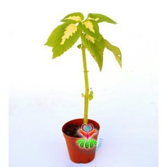 Coleus Blumei -Kolyos-Yaprak Güzeli-5,5 cm Saksıda