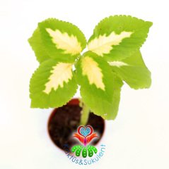 Coleus Blumei -Kolyos-Yaprak Güzeli-5,5 cm Saksıda