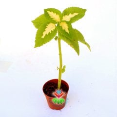 Coleus Blumei -Kolyos-Yaprak Güzeli-5,5 cm Saksıda