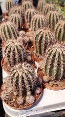 Echinopsis 'Haku-jo Maru' -Çok Nadir Tür Beyaz Dev Kokulu Çiçek Açar 8,5 cm Saksıda