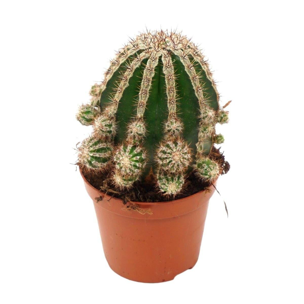 Echinopsis 'Haku-jo Maru' -Çok Nadir Tür Beyaz Dev Kokulu Çiçek Açar 8,5 cm Saksıda