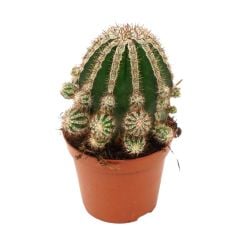 Echinopsis 'Haku-jo Maru' -Çok Nadir Tür Beyaz Dev Kokulu Çiçek Açar 8,5 cm Saksıda