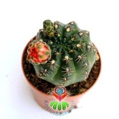 Kaktüs,Gymnocalycium Baldianum - Kırmızı Çiçek Açar-1.Sınıf İthal 10,5 cm Bitki Çapı- 8 cm saksılı