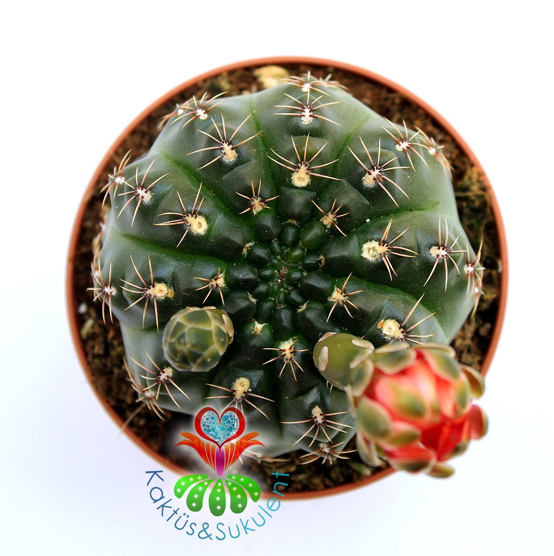 Kaktüs,Gymnocalycium Baldianum - Kırmızı Çiçek Açar-1.Sınıf İthal 10,5 cm Bitki Çapı- 8 cm saksılı