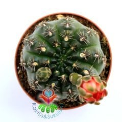 Kaktüs,Gymnocalycium Baldianum - Kırmızı Çiçek Açar-1.Sınıf İthal 10,5 cm Bitki Çapı- 8 cm saksılı
