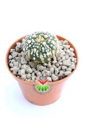 Astrophytum Asterias Super Kabuto-9 cm Saksıda Çok Nadir Tür Koleksiyonluk