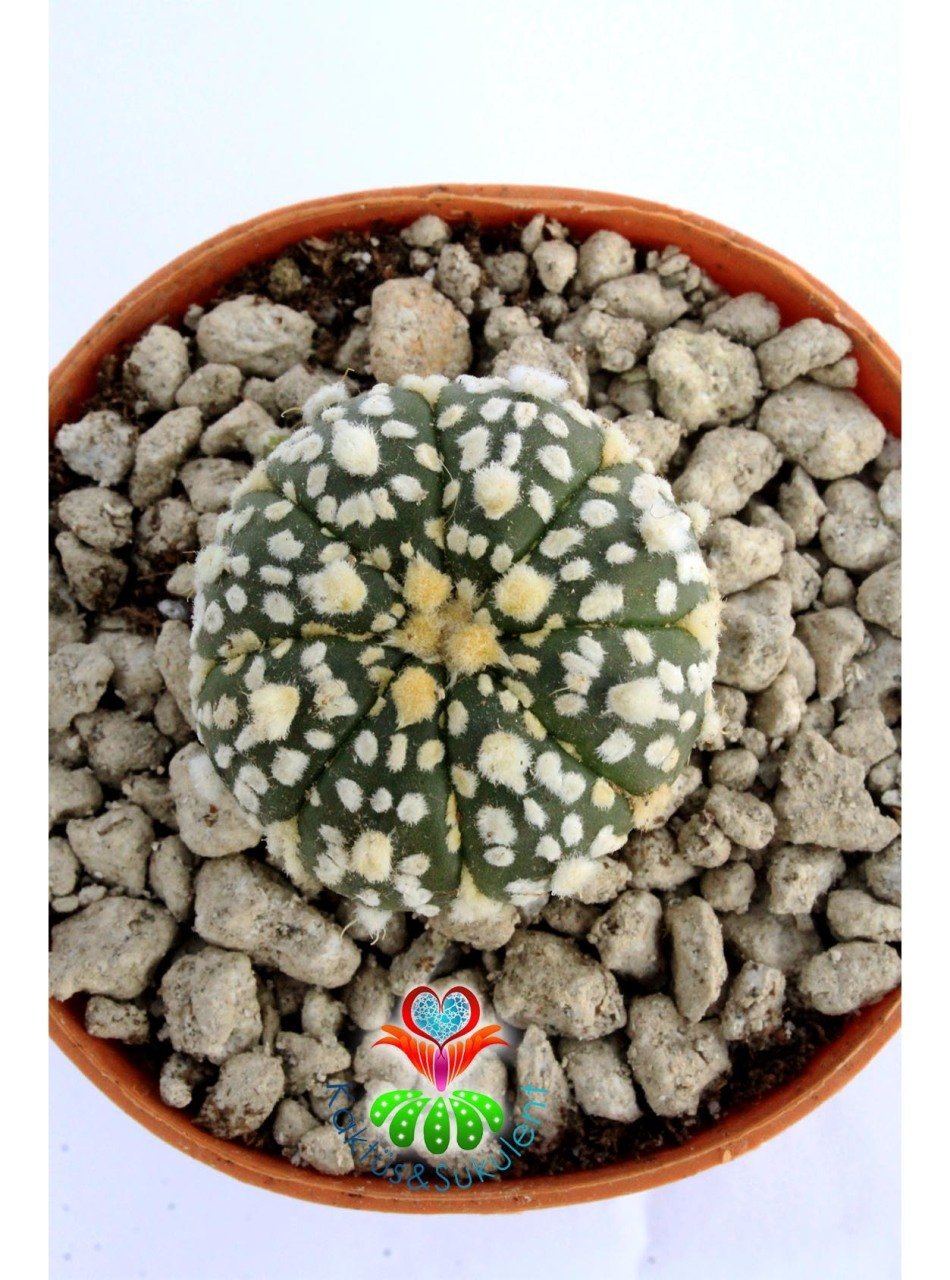 Astrophytum Asterias Super Kabuto-7 cm Saksıda Çok Nadir Tür Koleksiyonluk