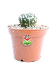 Astrophytum Asterias Super Kabuto-9 cm Saksıda Çok Nadir Tür Koleksiyonluk