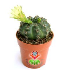 Kaktüs,Gymnocalycium Baldianum - Beyaz Çiçek Açar-1.Sınıf İthal 6 cm Bitki Çapı- 8 cm saksılı