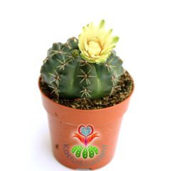 Kaktüs,Gymnocalycium Baldianum - Beyaz Çiçek Açar-1.Sınıf İthal 6 cm Bitki Çapı- 8 cm saksılı