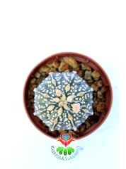 Astrophytum Asterias Super Kabuto 7 cm Saksılı Nadir Tür Koleksiyon Ürünü kaktüs