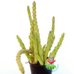 Huernia Boleana 5,5 cm Saksıda-Sıradışı Çiçek Açar