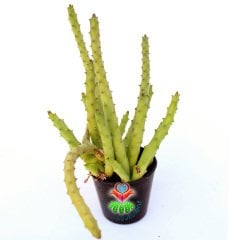 Huernia Boleana 5,5 cm Saksıda-Sıradışı Çiçek Açar