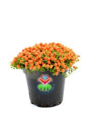 Nertera Granadensis -Mercan Boncuğu - Meyveli Halde - 8 cm saksı- Arap Saçı Familyasından Nadir Tür