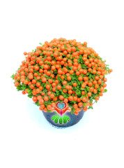 Nertera Granadensis -Mercan Boncuğu - Meyveli Halde - 8 cm saksı- Arap Saçı Familyasından Nadir Tür