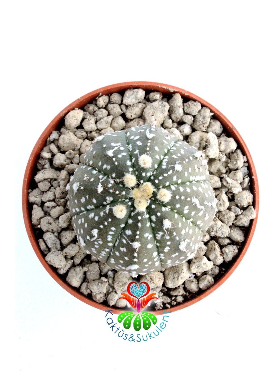 Astrophytum Asterias 'Sand Dollar Cactus', Noktalı 7 cm Saksılı Nadir Tür Koleksiyonluk Kaktüs