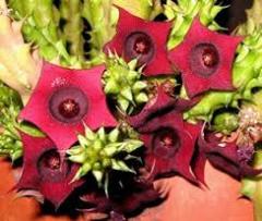 Huernia Schneideriana 5,5 cm Saksıda-Sıradışı Çiçek Açar