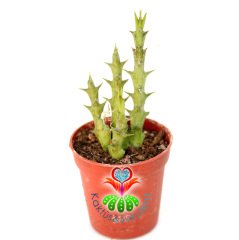 Huernia Schneideriana 5,5 cm Saksıda-Sıradışı Çiçek Açar