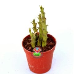 Huernia Schneideriana 5,5 cm Saksıda-Sıradışı Çiçek Açar