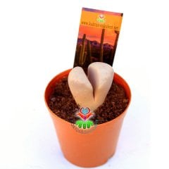 Lithops Karasmontana Opalina 5,5 cm Saksılı Nadir Yaşayan Taş