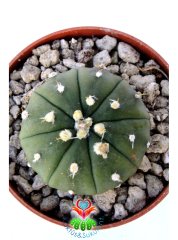 Astrophytum Asterias Nudum  -7 cm Saksıda Çok Nadir Tür Koleksiyonluk