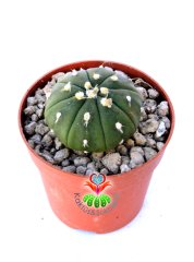 Astrophytum Asterias Nudum  -7 cm Saksıda Çok Nadir Tür Koleksiyonluk