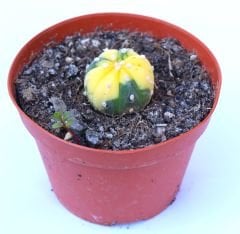 Astrophytum Asterias Oobio Variegata-Çok Nadir Tür 10,5 cm saksıda -Koleksiyonluk Kaktüs