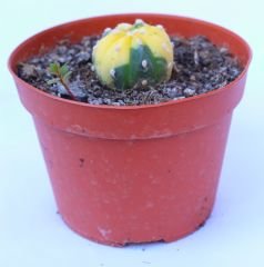 Astrophytum Asterias Oobio Variegata-Çok Nadir Tür 10,5 cm saksıda -Koleksiyonluk Kaktüs