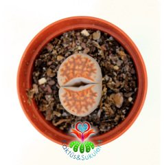 Lithops Karasmontana Red Kırmızı  Renk 5,5 cm Saksılı Sınırlı Sayıda