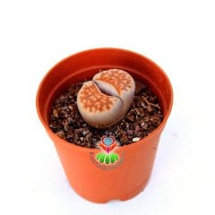Lithops Karasmontana Red Kırmızı  Renk 5,5 cm Saksılı Sınırlı Sayıda