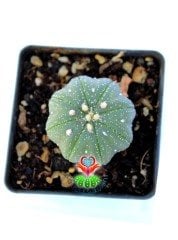 Astrophytum Asterias Star Shape -7 cm Saksıda Çok Nadir Tür Koleksiyonluk