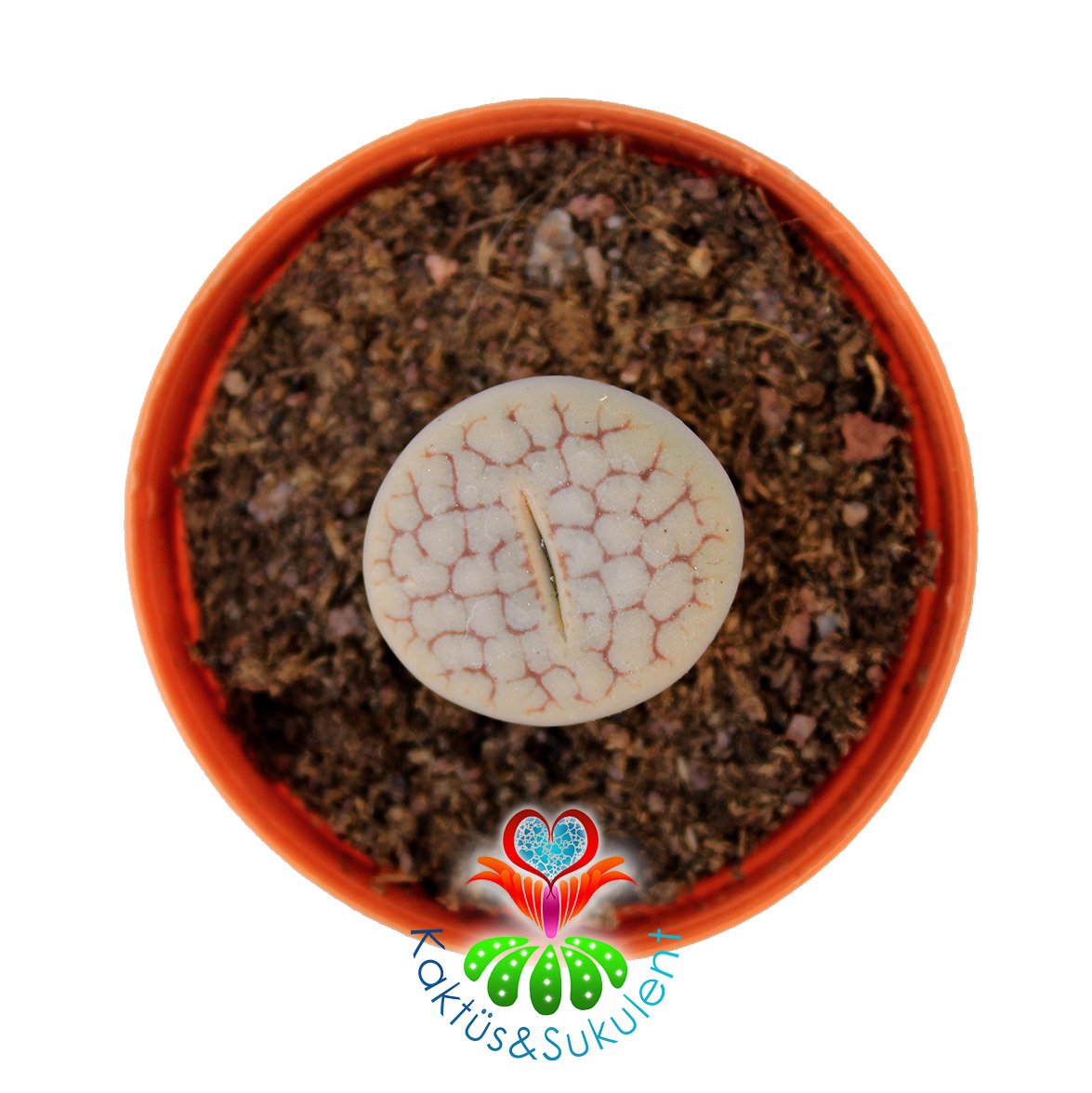 Lithops Pseudotruncatella Gri Renk 5,5 cm Saksılı