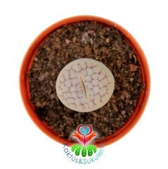 Lithops Pseudotruncatella Gri Renk 5,5 cm Saksılı