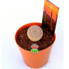 Lithops Pseudotruncatella Gri Renk 5,5 cm Saksılı