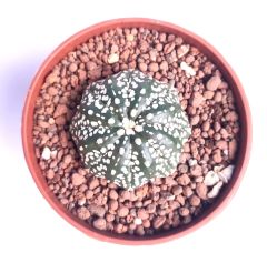 Astrophytum Asterias Star Shape -9 cm Saksıda Çok Nadir Tür Koleksiyonluk