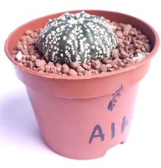 Astrophytum Asterias Star Shape -9 cm Saksıda Çok Nadir Tür Koleksiyonluk