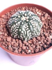 Astrophytum Asterias Star Shape -9 cm Saksıda Çok Nadir Tür Koleksiyonluk