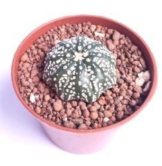 Astrophytum Asterias Star Shape -9 cm Saksıda Çok Nadir Tür Koleksiyonluk