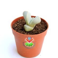 Lapidaria Margaretae -Beyaz Renk -5,5 cm Saksıda -Sıradışı Yaşayan Taş Kaktüs-Sarı Renk Çiçek Açar