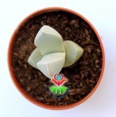 Lapidaria Margaretae -Beyaz Renk -5,5 cm Saksıda -Sıradışı Yaşayan Taş Kaktüs-Sarı Renk Çiçek Açar