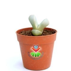 Lapidaria Margaretae -Beyaz Renk -5,5 cm Saksıda -Sıradışı Yaşayan Taş Kaktüs-Sarı Renk Çiçek Açar