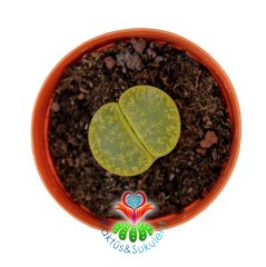 Lithops Lesliei Doğal Yeşil 5,5 cm Saksılı Yaşayan Taş