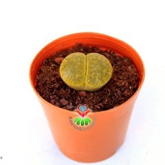 Lithops Lesliei Doğal Yeşil 5,5 cm Saksılı Yaşayan Taş