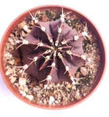 Gymnocalycium Mihanovichii Super Black 10,5 cm Saksıda Nadir Tür Kaktüs