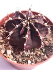 Gymnocalycium Mihanovichii Super Black 10,5 cm Saksıda Nadir Tür Kaktüs