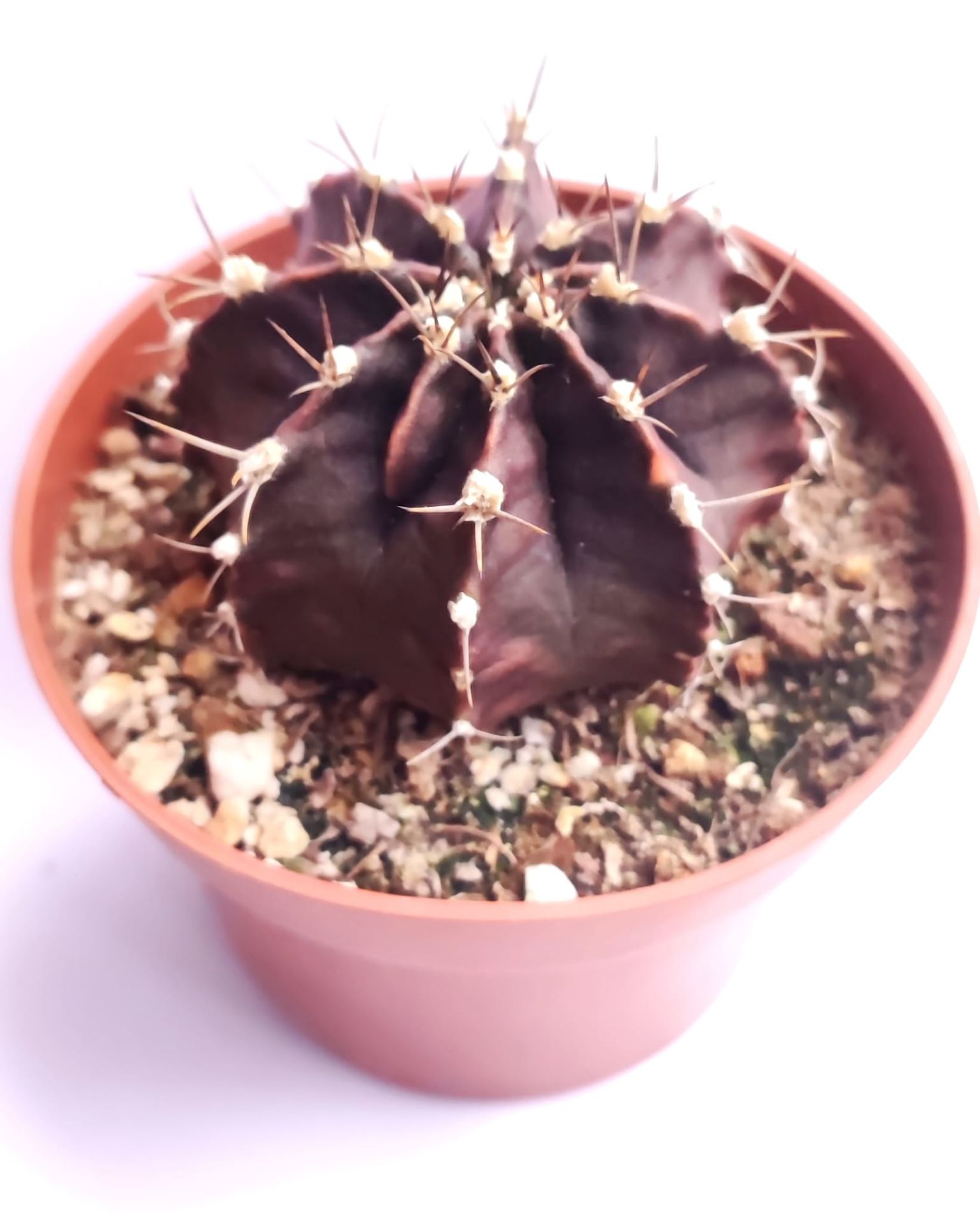 Gymnocalycium Mihanovichii Super Black 10,5 cm Saksıda Nadir Tür Kaktüs