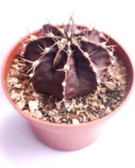 Gymnocalycium Mihanovichii Super Black 10,5 cm Saksıda Nadir Tür Kaktüs