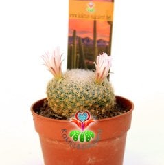 Mammillaria Lenta 5,5 cm Saksılı Özel Tür-Beyaz Renk Çiçek Açar