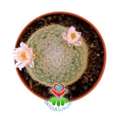 Mammillaria Lenta 5,5 cm Saksılı Özel Tür-Beyaz Renk Çiçek Açar